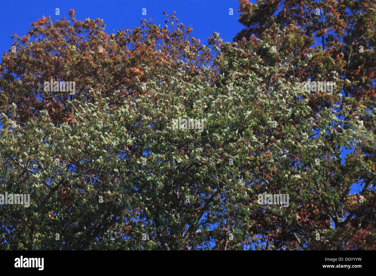 Feuillages, feuilles, dynamique, les couleurs, l'automne, la récolte, l'automne, saisons, de vert, de la croissance, de l'herbage, topiary, Équinoxe d'automne, Banque D'Images