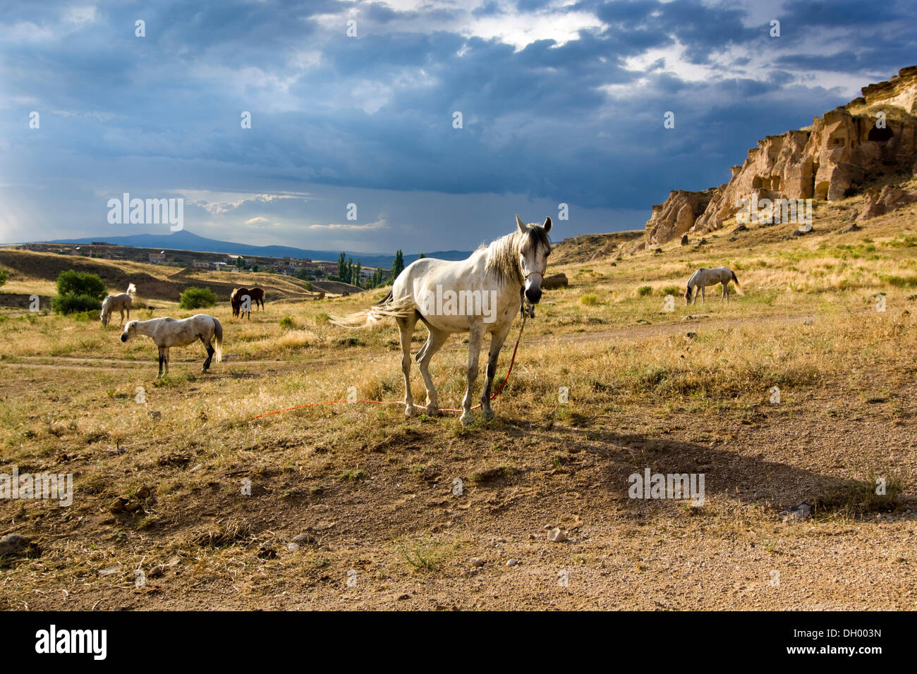 Chevaux dans une atmosphère d'orage paysage en tuf, Cappadoce, Anatolie centrale, Turquie, Asie Banque D'Images