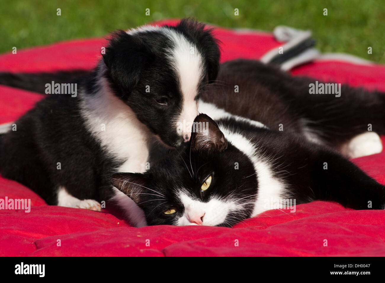 Chiot Border Collie jouant avec un chat domestique noir et blanc sur une couverture pour chien rouge du Nord, Tyrol, Autriche, Europe Banque D'Images