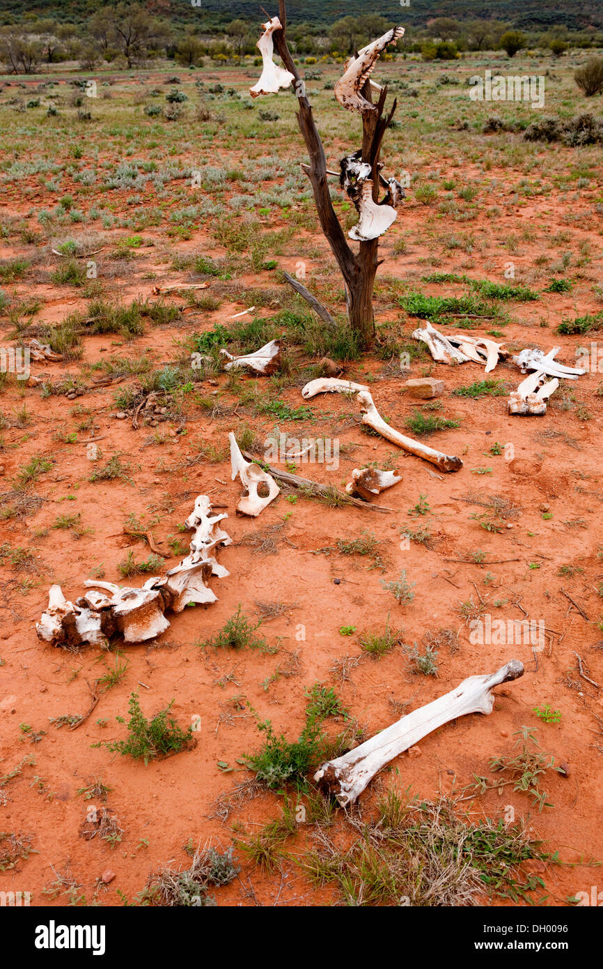 Les os de chameau dans l'outback, Territoire du Nord, Australie Banque D'Images