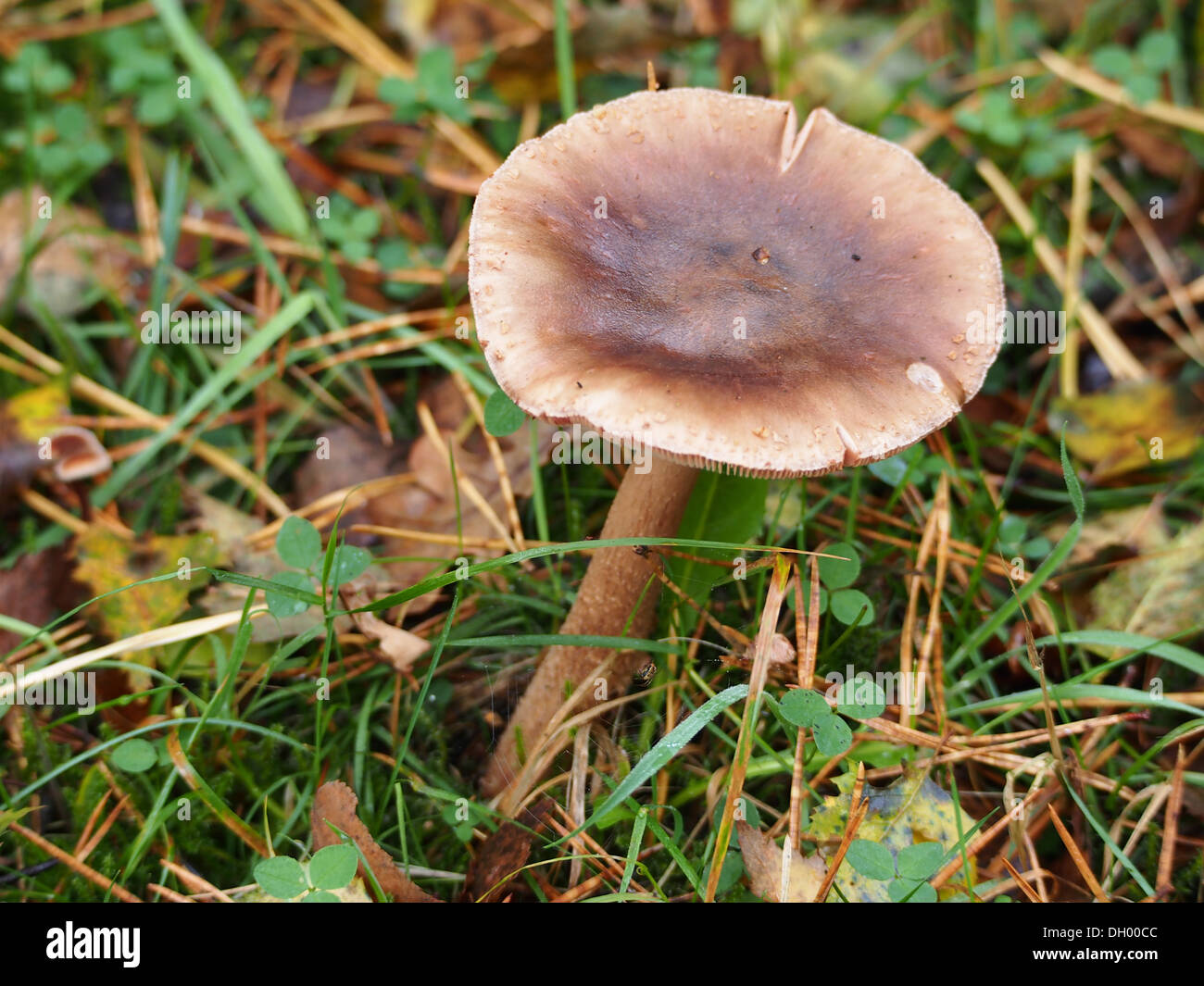 Champignon champignons Banque D'Images