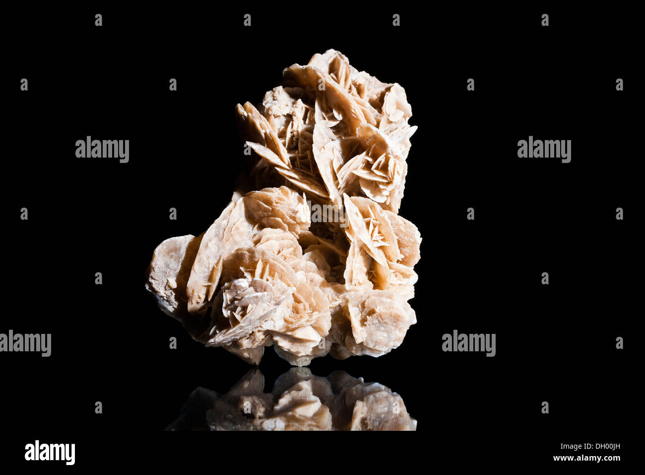 Desert Rose ou de gypse Rose, 15cm et 10cm de large, trouvés en Tunisie, l'Afrique Banque D'Images
