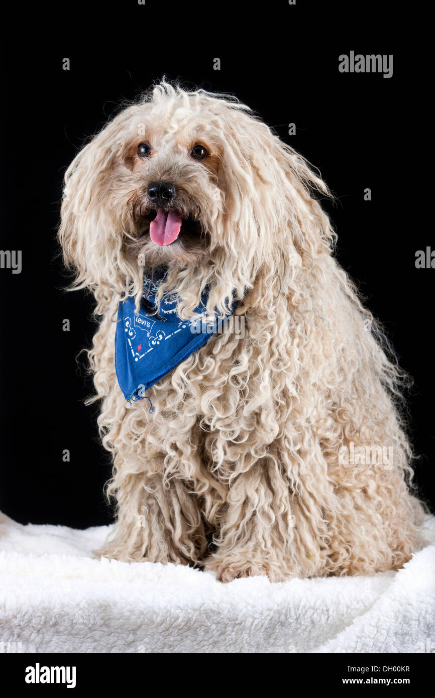 Puli chien portant un foulard bleu Banque D'Images