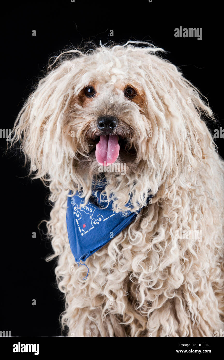 Puli chien portant un foulard bleu Banque D'Images
