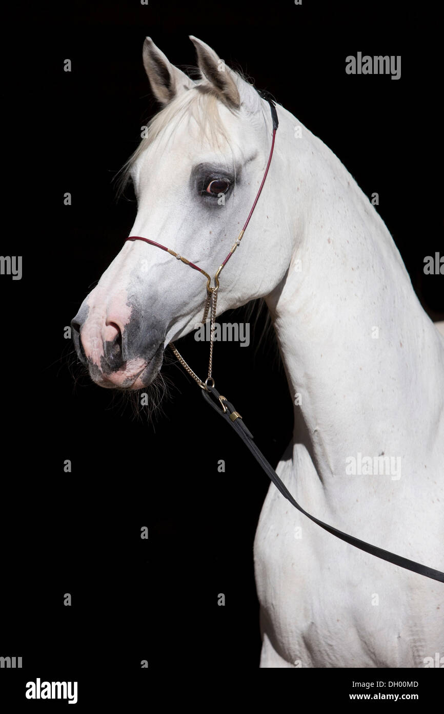 Cheval Arabe, gris, portrait, portant un show halter, Tyrol du Nord, l'Autriche, Europe Banque D'Images