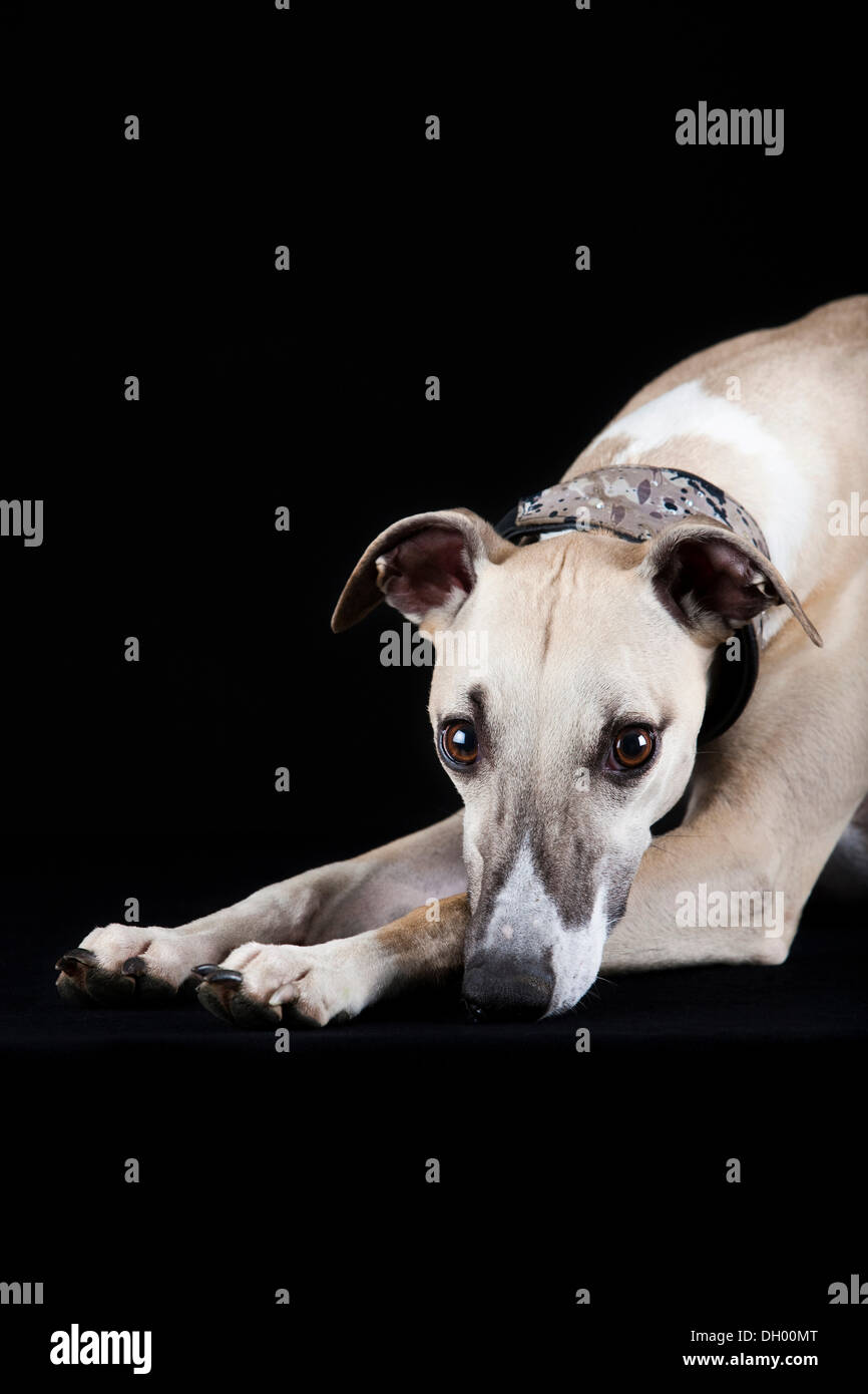 Whippet Banque D'Images