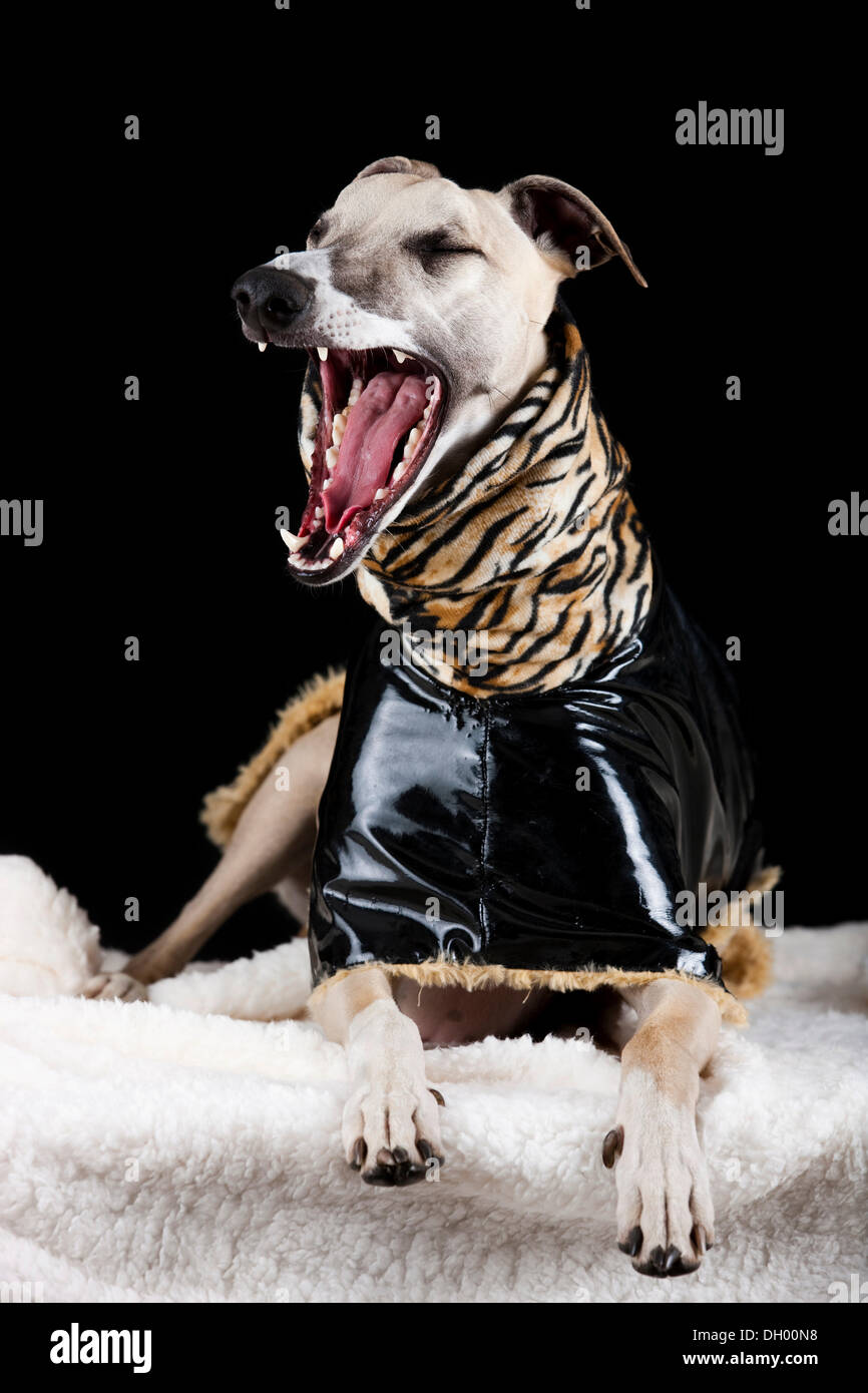 Whippet portant un manteau de cuir avec un motif peau de tigre Photo Stock Alamy