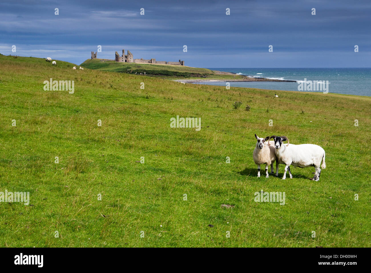 Moutons en avant du château de Dunstanburgh, Northumberland, England, United Kingdom Banque D'Images