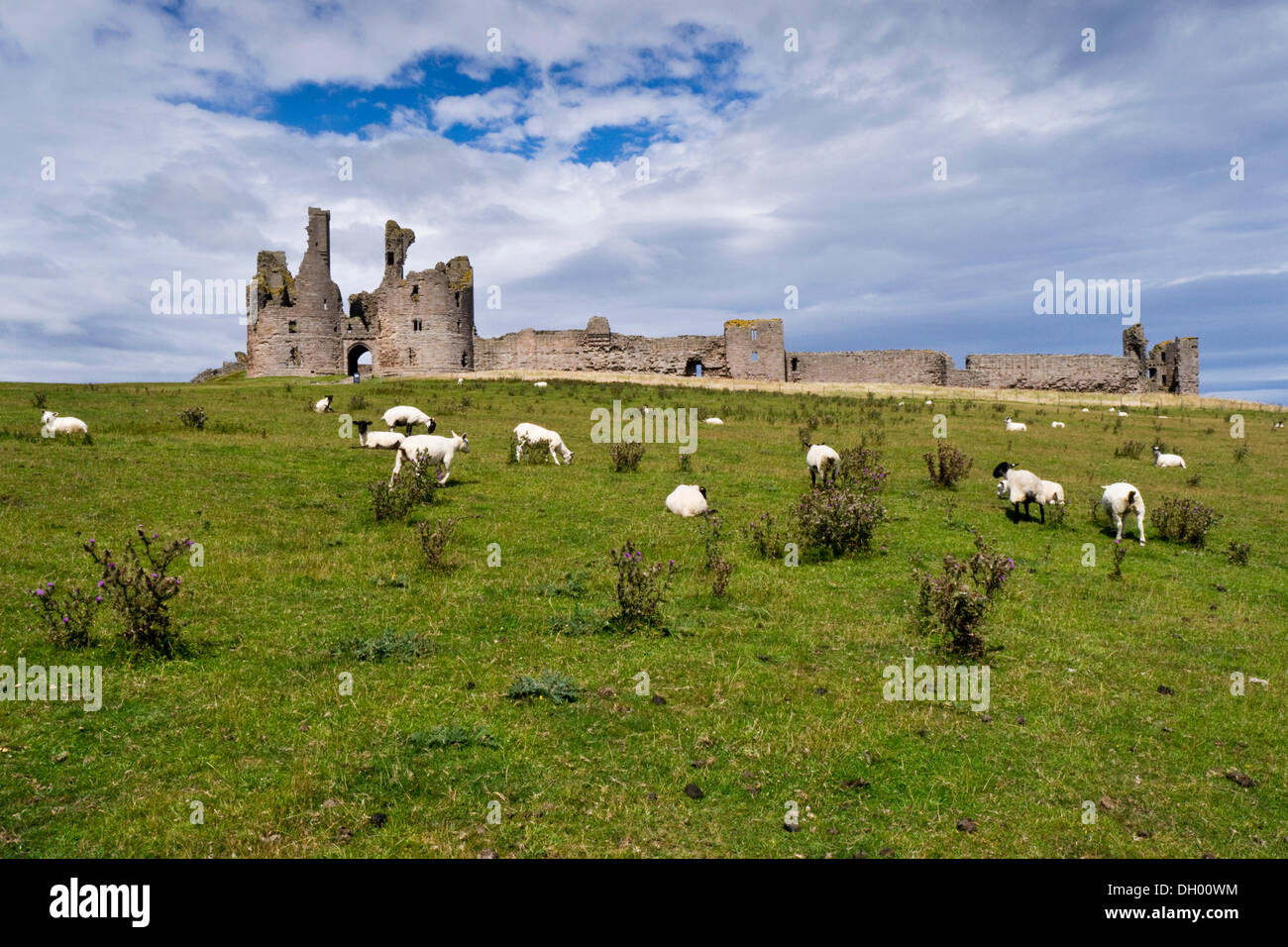 Moutons en avant du château de Dunstanburgh, Northumberland, England, United Kingdom Banque D'Images