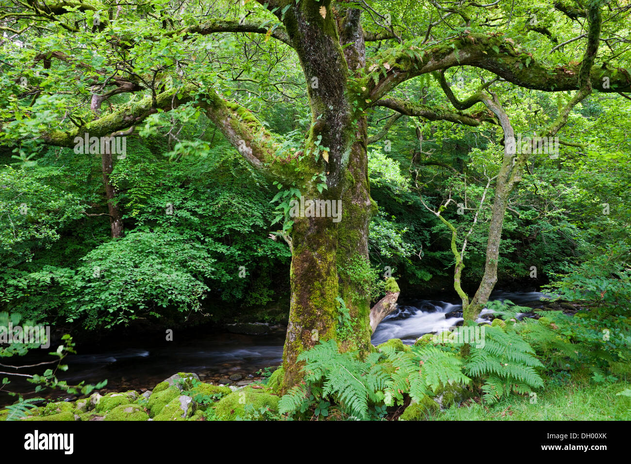 Arbre couvert de mousse devant un ruisseau, Lake District, England, United Kingdom Banque D'Images