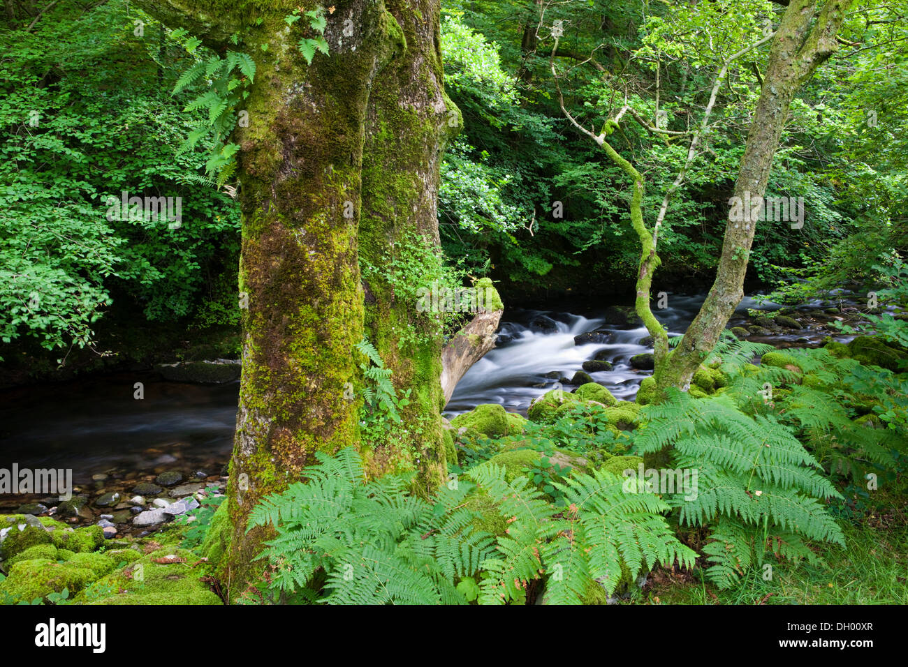 Arbre couvert de mousse devant un ruisseau, Lake District, England, United Kingdom Banque D'Images