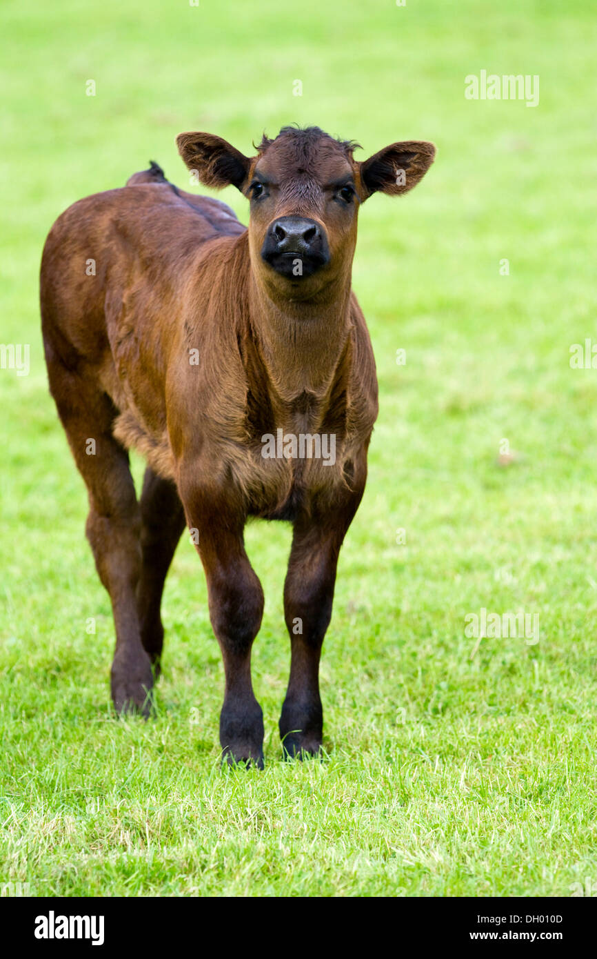 Limousin Bovins, veaux, Lake District, England, United Kingdom Banque D'Images