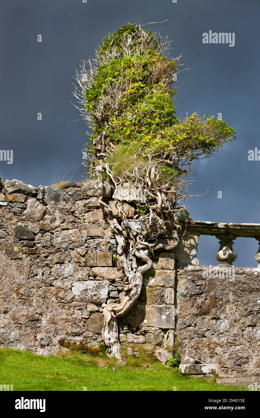 Arbre cultivé dans un mur du cimetière, à l'île de Skye, Ecosse, Royaume-Uni Banque D'Images