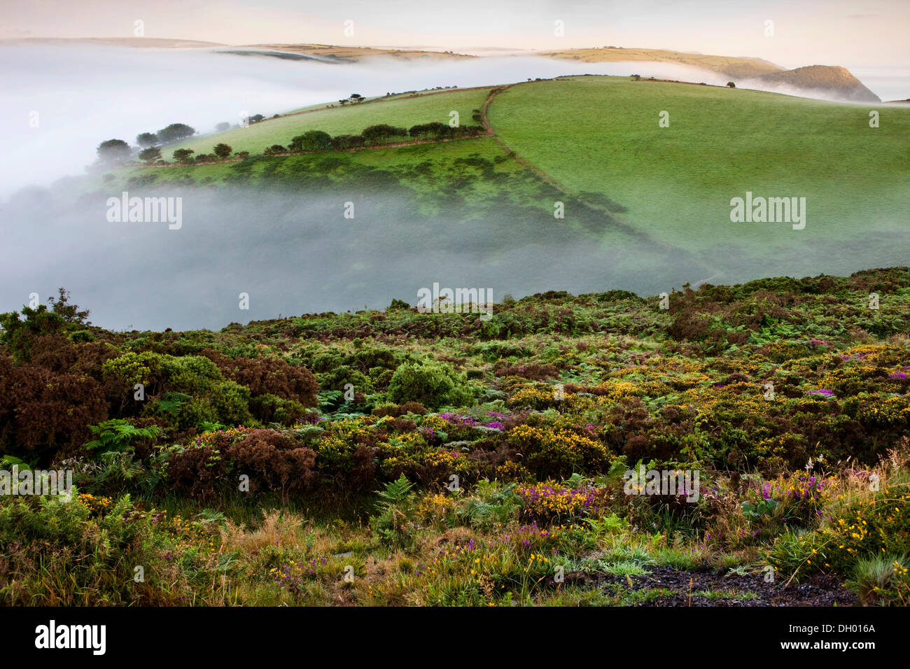 Brouillard sur Exmoor National Park, parc national d'Exmoor, Somerset, England, United Kingdom Banque D'Images