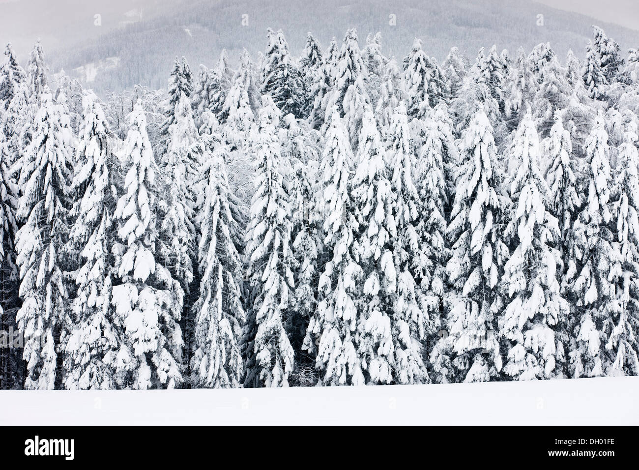 La forêt couverte de neige, Gnadenwald, Tyrol du Nord, Autriche Banque D'Images