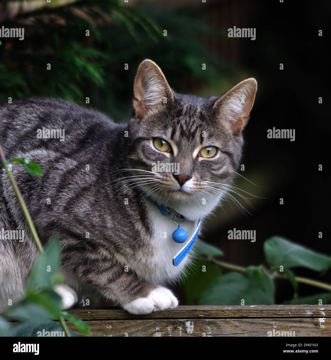 Chat domestique sur une clôture de jardin Banque D'Images