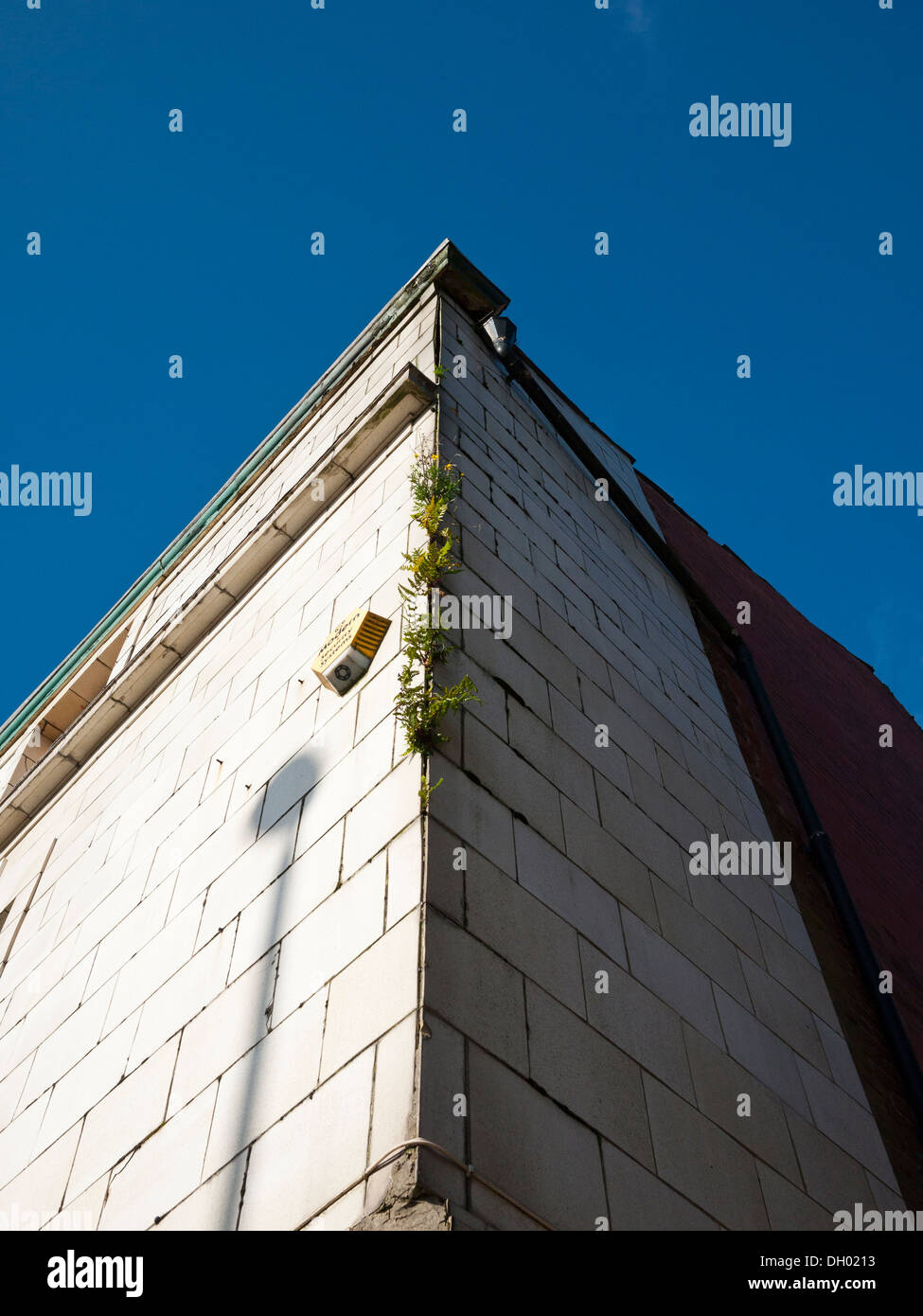 La croissance de la plante sur un bâtiment ancien. Banque D'Images