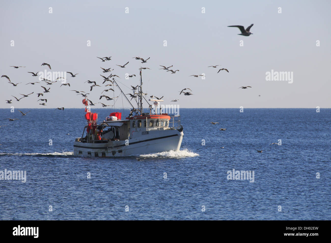 Bateau de pêche, accompagné par un troupeau de mouettes, sur son chemin de retour à Detmold, Schleswig-Holstein Banque D'Images