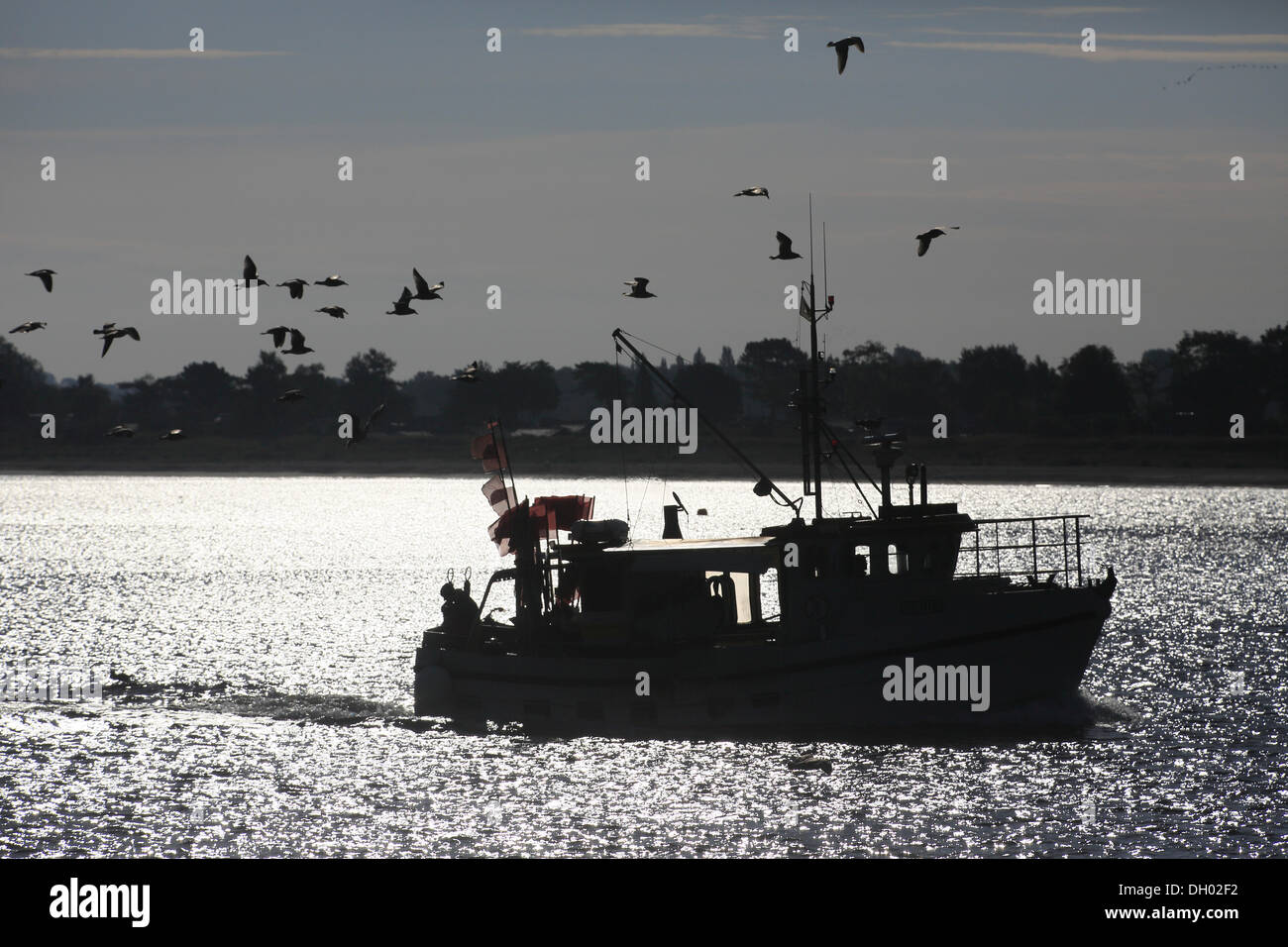 Bateau de pêche, accompagné par un troupeau de mouettes, sur son chemin de retour à Detmold, Schleswig-Holstein Banque D'Images