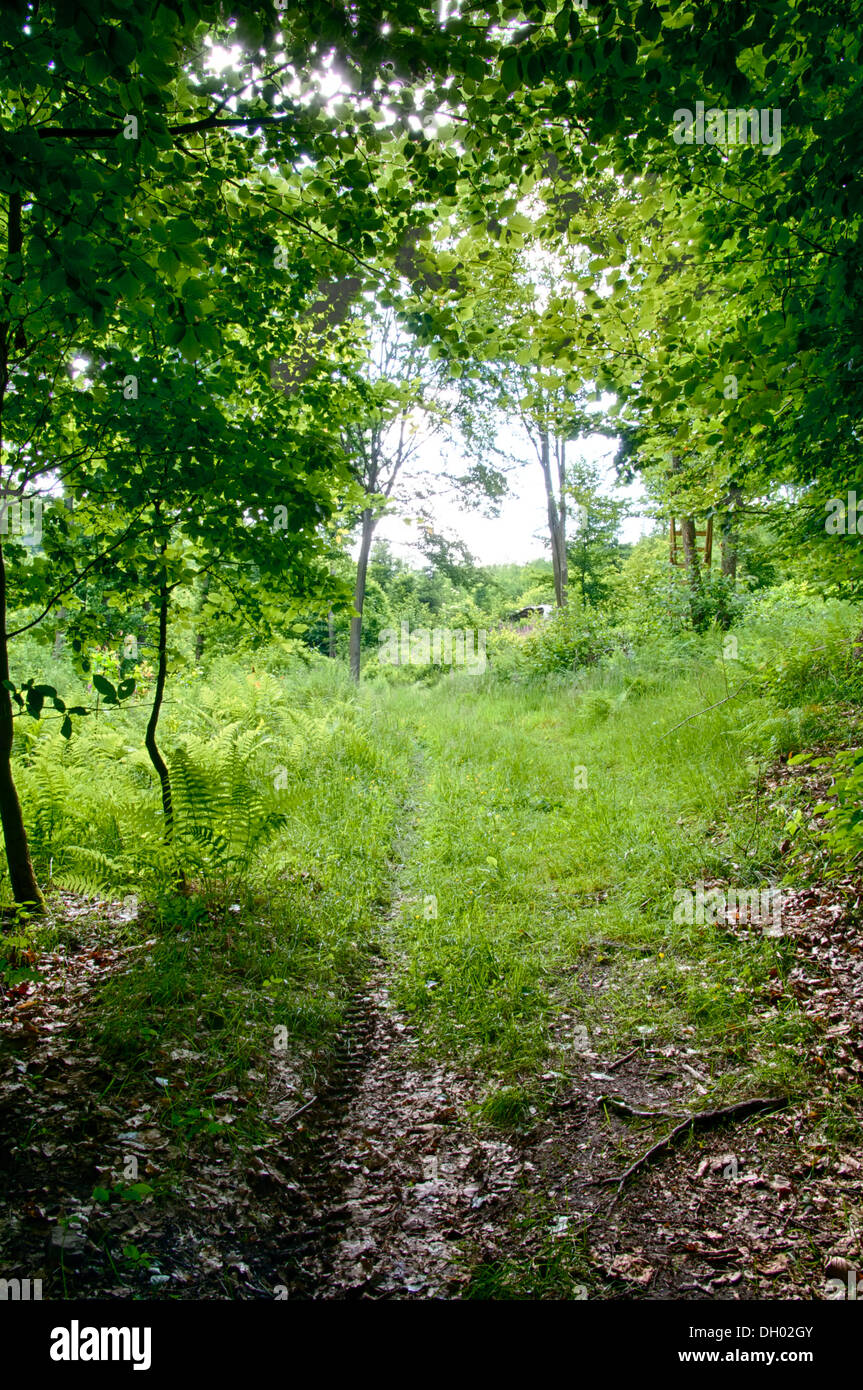 Forrest Green en été Banque D'Images