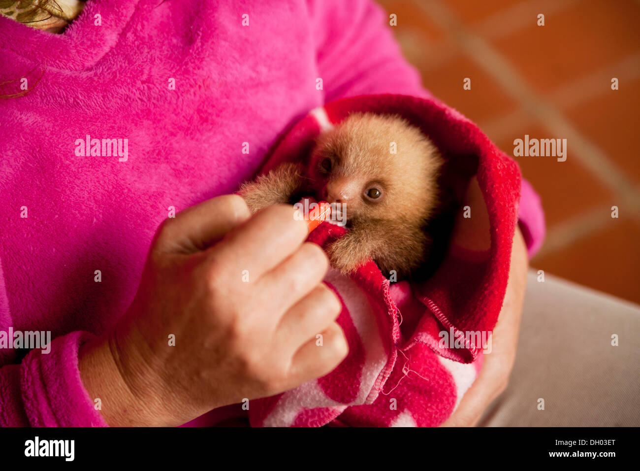 Trois doigts-sloth (Bradypus), les jeunes dans une couverture, Toucan Sauvetage Ranch, San Isidro de Heredia, Costa Rica, Amérique Centrale Banque D'Images