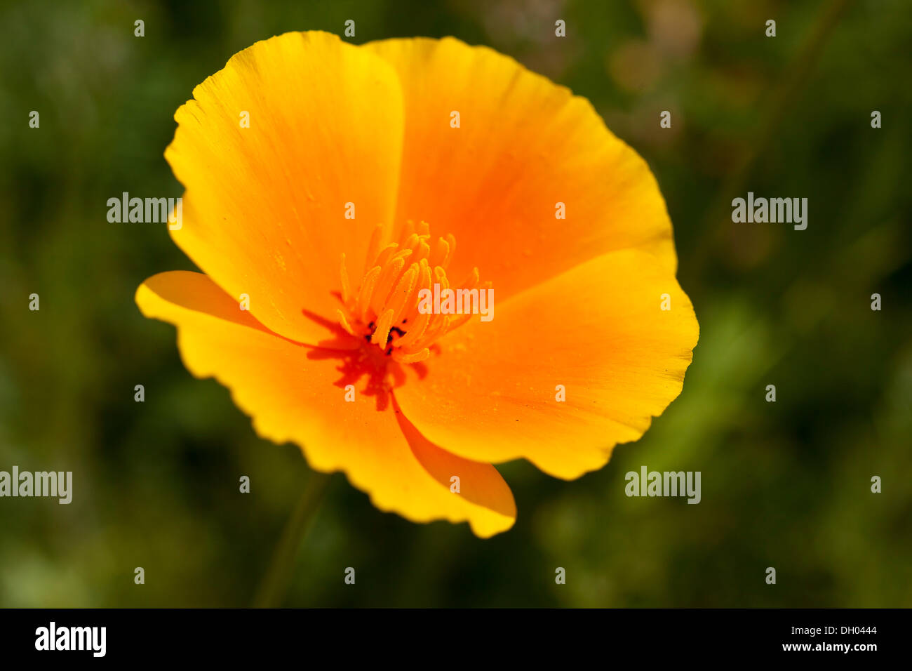 Pavot de Californie (Eschscholzia californica), close-up d'une fleur Banque D'Images
