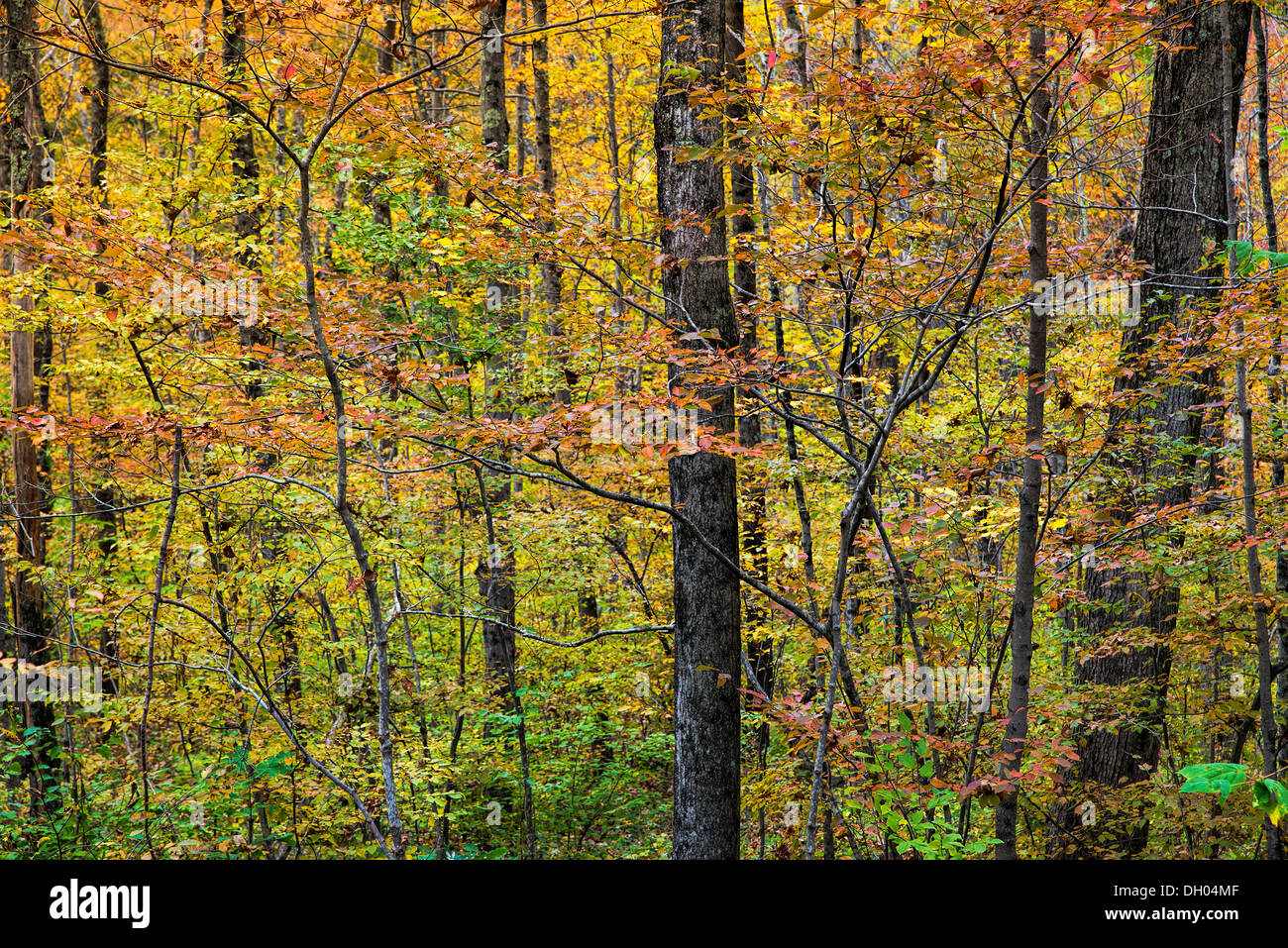 Résumé détail d'un bois d'automne, Connecticut, Etats-Unis Banque D'Images
