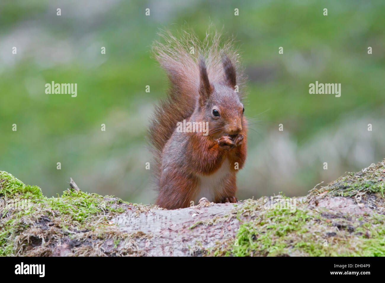 L'écureuil roux (Sciurus vulgaris), le nord-ouest de l'Angleterre, Royaume-Uni, Europe Banque D'Images