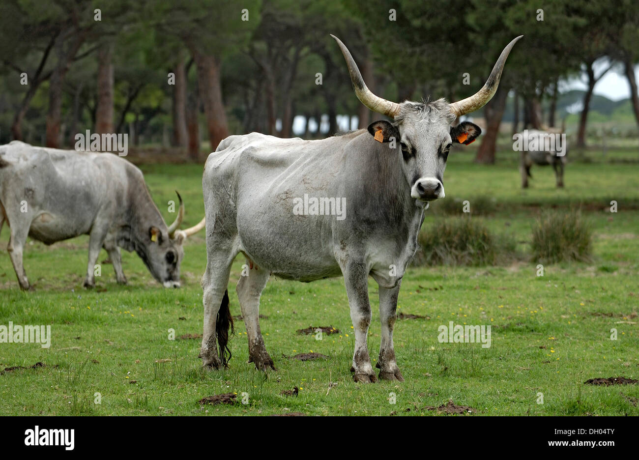 Les bovins de la maremme, vaches, Parco Regionale della Maremma Maremme, près de Parc Alberese, Province de Grosseto, Toscane, Italie Banque D'Images