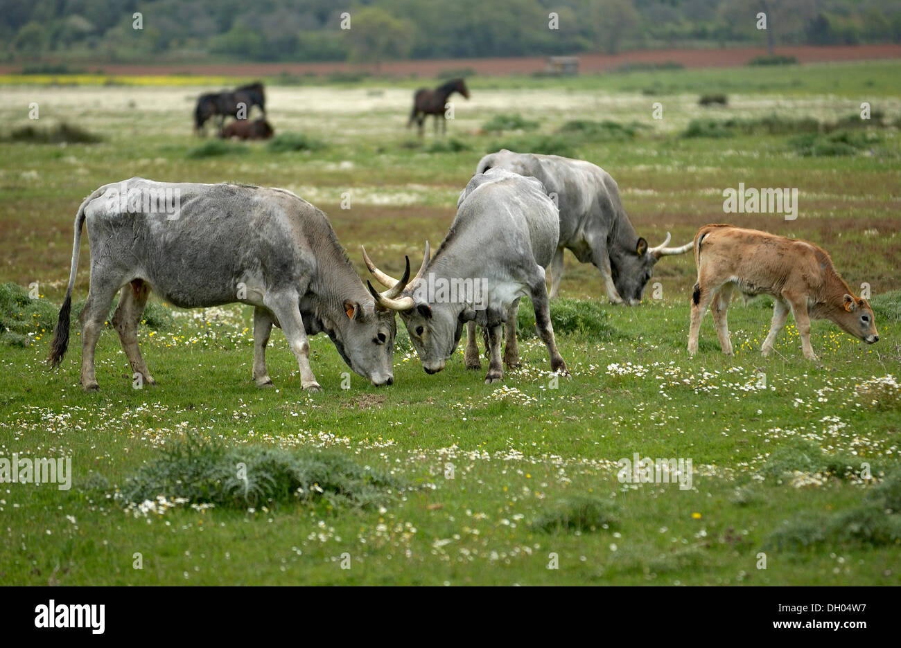 La Maremme bovins, vaches et veaux, Parco Regionale della Maremma Maremme, près de Parc Alberese, Province de Grosseto, Toscane Banque D'Images