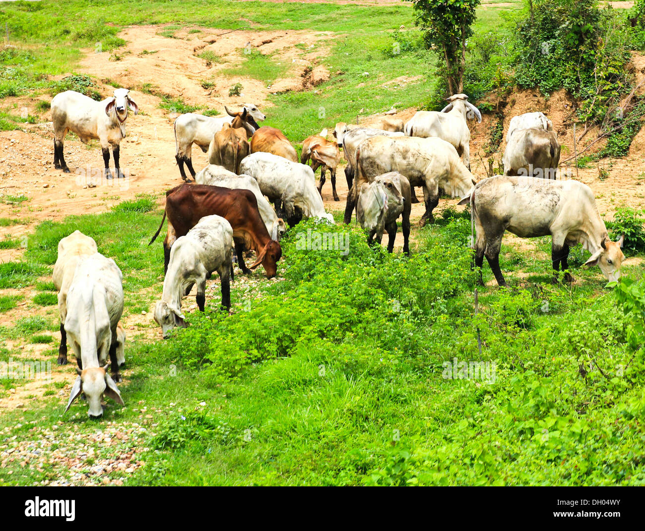 Les vaches mangent l'herbe sur le terrain en Thaïlande Banque D'Images