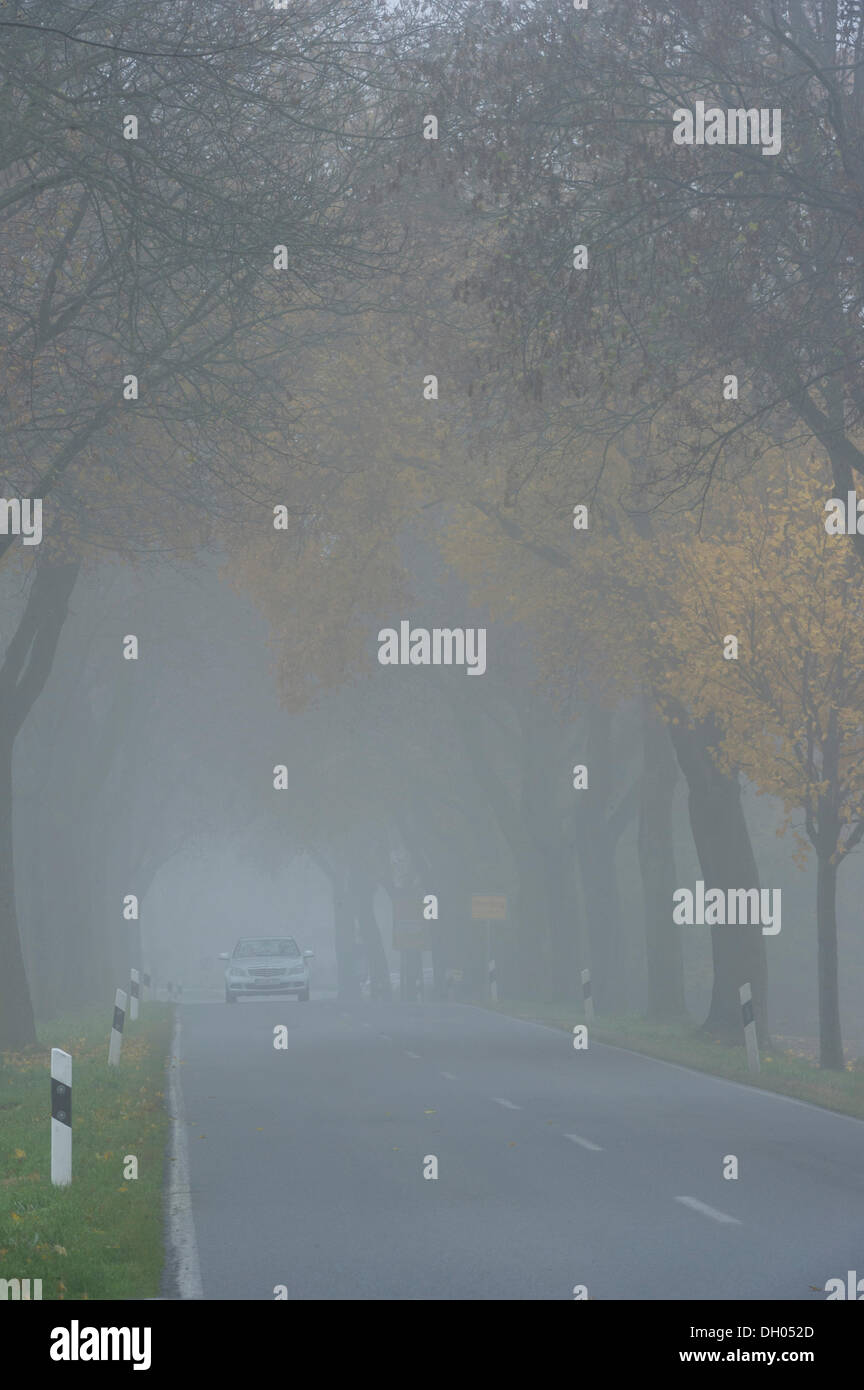 Sans antibrouillard voiture roulant par temps brumeux à travers un érable avenue, près de Niederding, Haute-Bavière, Bavière Banque D'Images