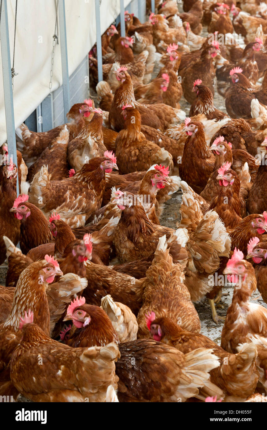 Les poules en liberté, Eberl ferme avicole, Fritzlar, Thuringe, Bavière, PublicGround Banque D'Images