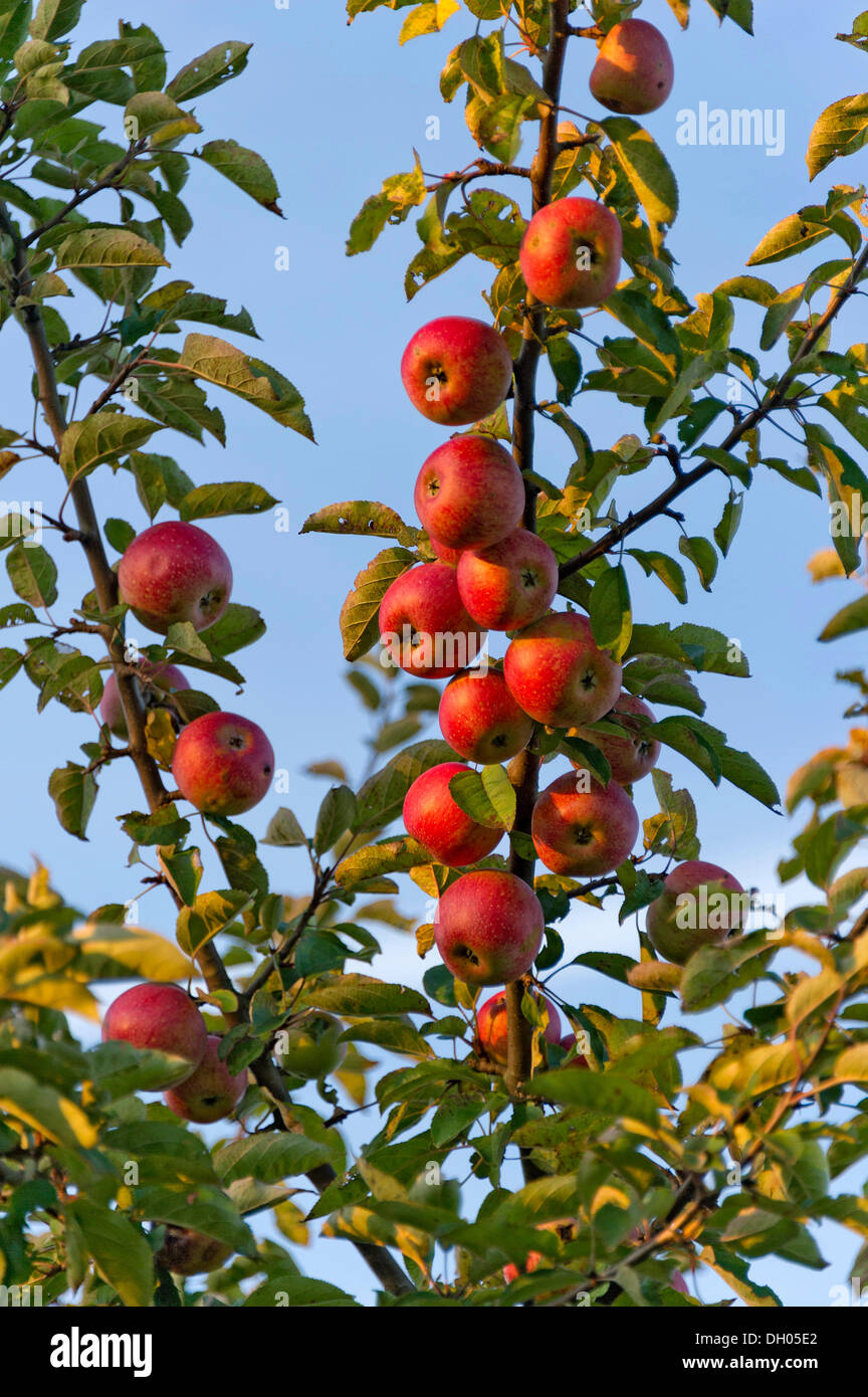 Les pommes rouges sur un pommier, Fischerhäuser, Ismaning, Upper Bavaria, Bavaria, Germany Banque D'Images