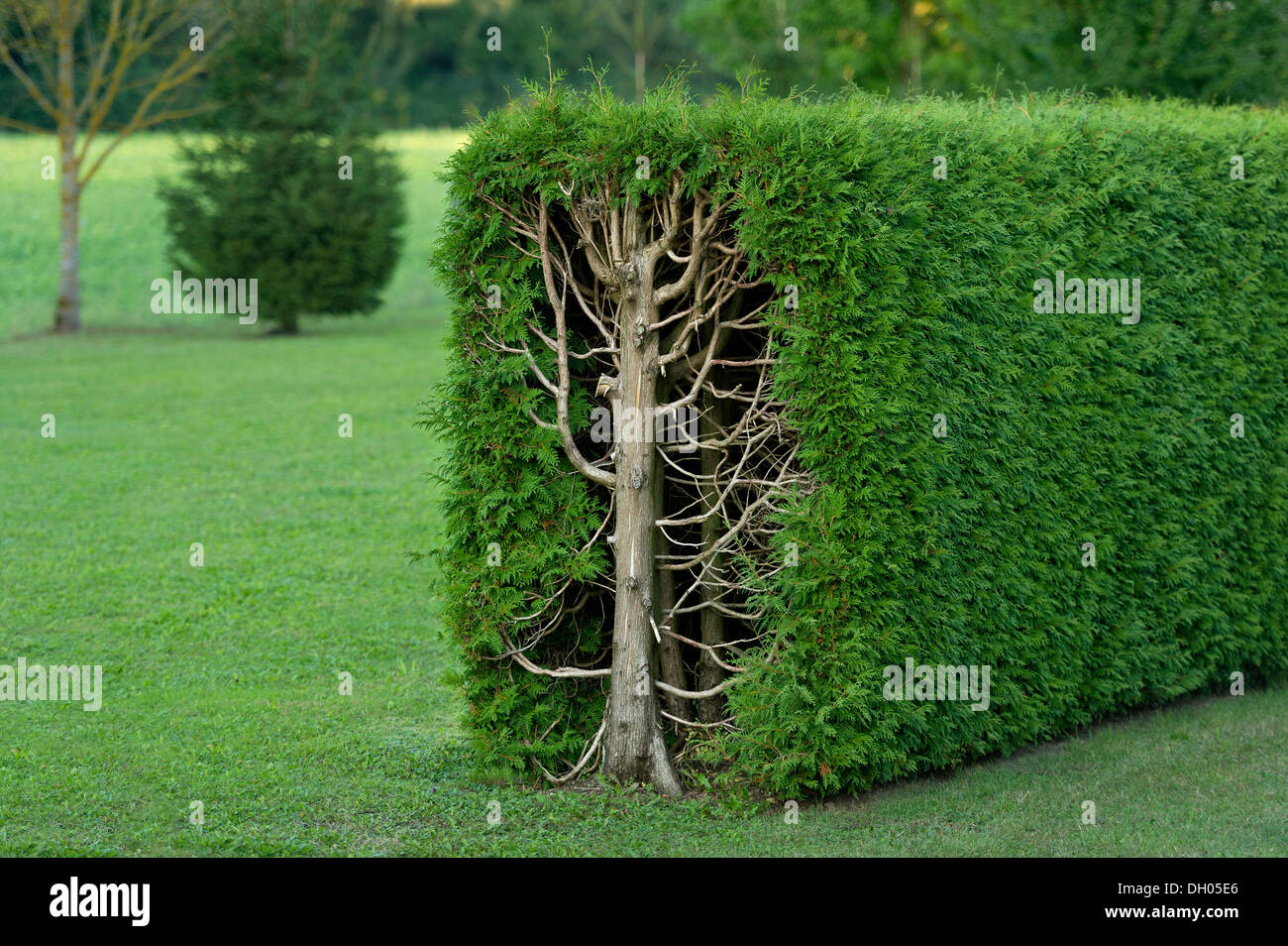 thujas-thuya-thuya-ou-rectangulaire-borde-d-une-haie-cross-section-fischerhauser-ismaning-upper-bavaria-bavaria-germany-dh05e6.jpg