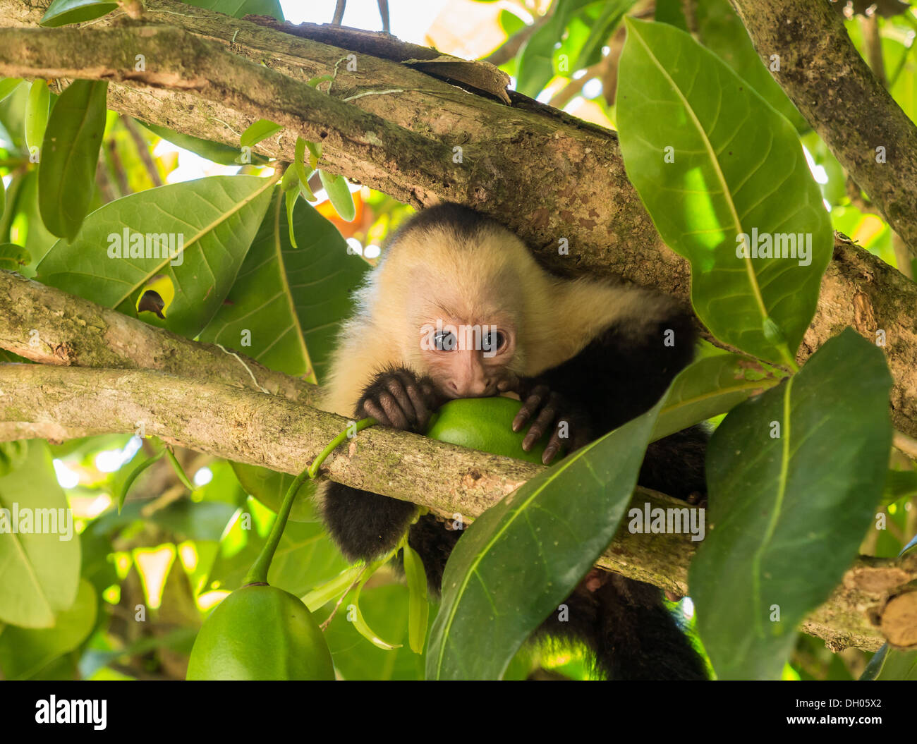 Petit bébé face blanche ou blanc à la tête de singe capucin (Cebus capucinus) dans l'arbre à mâcher sur quelques fruits au Costa Rica Banque D'Images