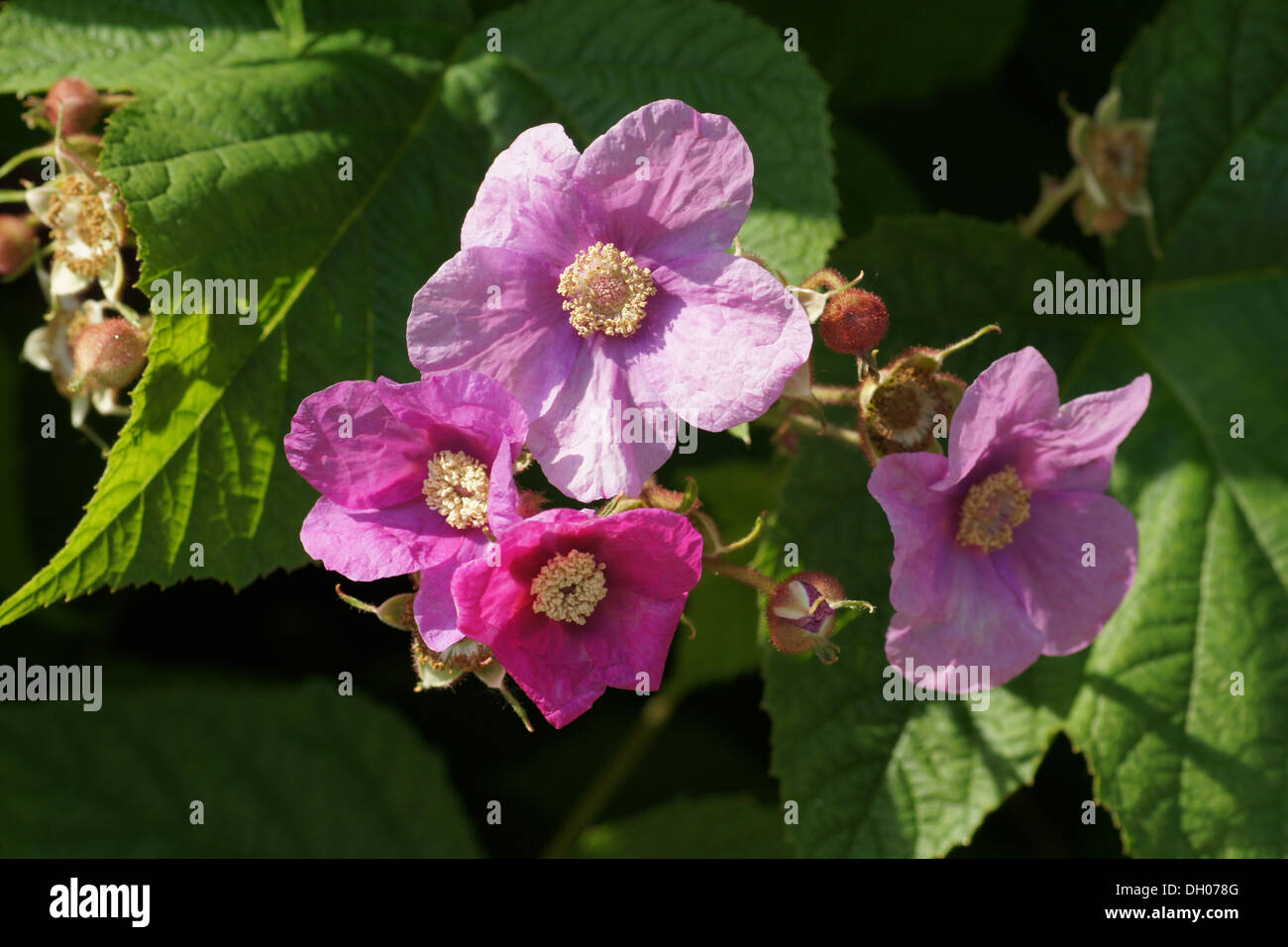 Floraison mauve-framboise Banque D'Images