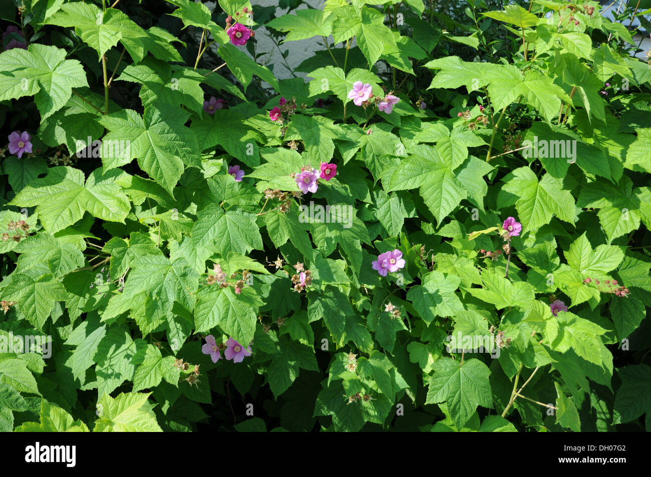 Floraison mauve-framboise Banque D'Images