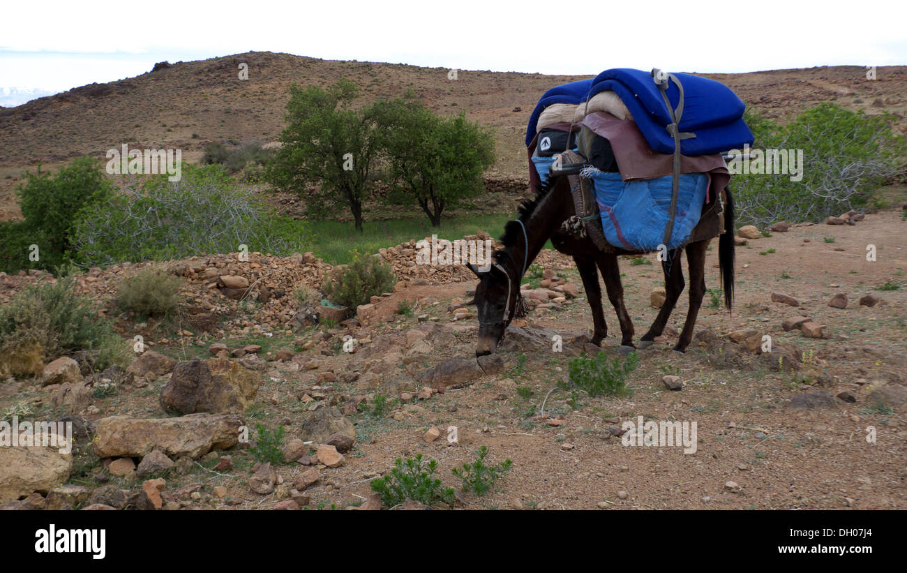 Mule entièrement chargé de l''oasis camping à Afoughal, Jebel Sahro, Maroc Banque D'Images