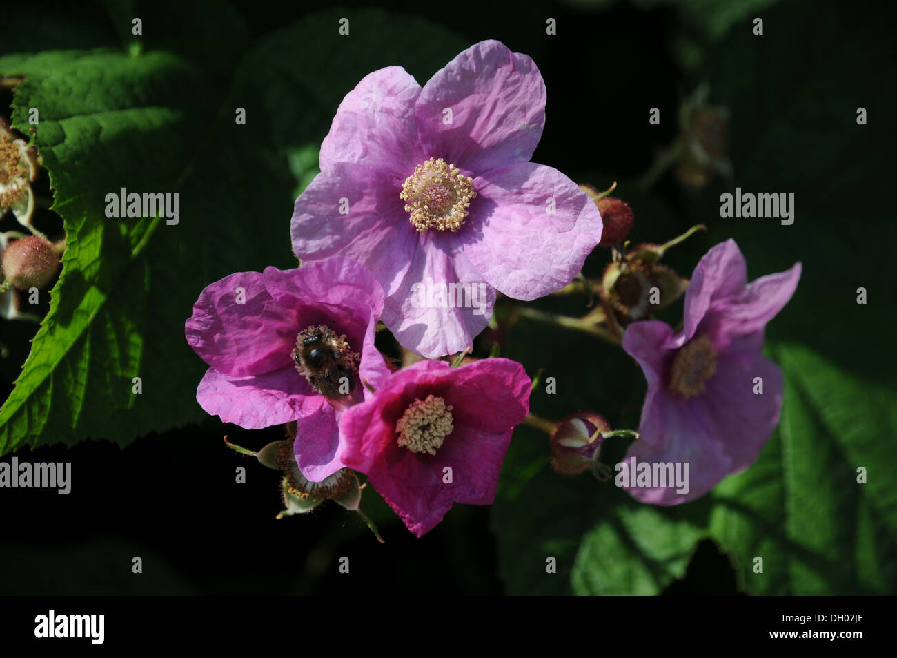 Floraison mauve-framboise Banque D'Images