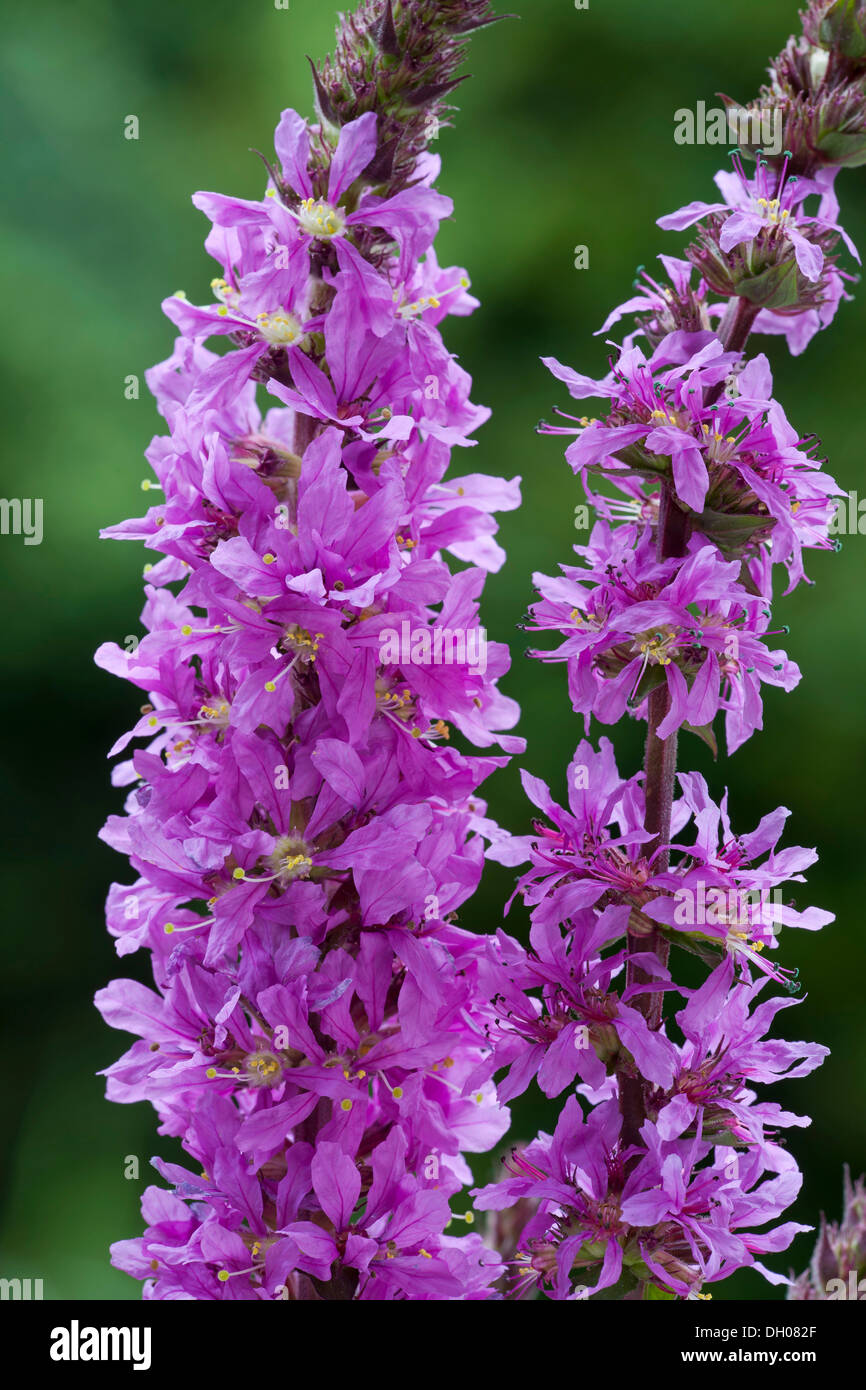 La Salicaire (Lythrum salicaria), Liesfeld, Kundl, Tyrol, Autriche, Europe Banque D'Images