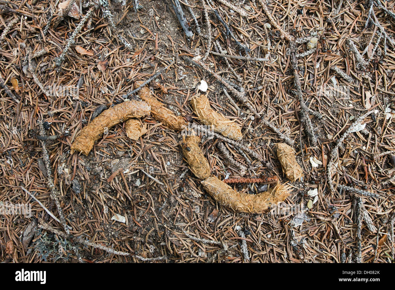 Les excrements d un grand tetras grand tetras ou coq de bruyere Tetrao urogallus Kirchberg dans le Tyrol Autriche Europe Photo Stock Alamy