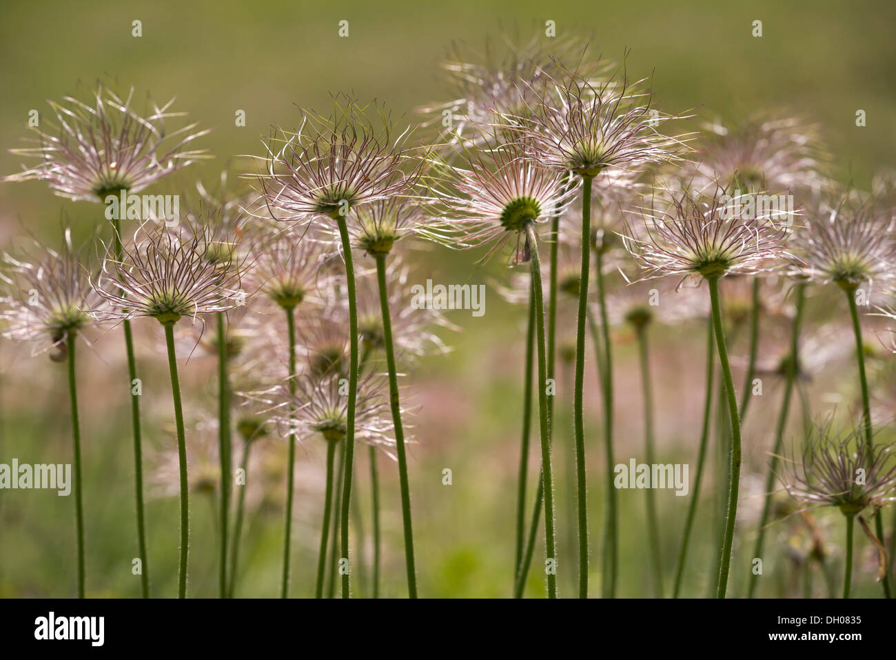 Anémone pulsatille commune (Pulsatilla vulgaris), têtes de graine, Jura souabe, Bade-Wurtemberg Banque D'Images