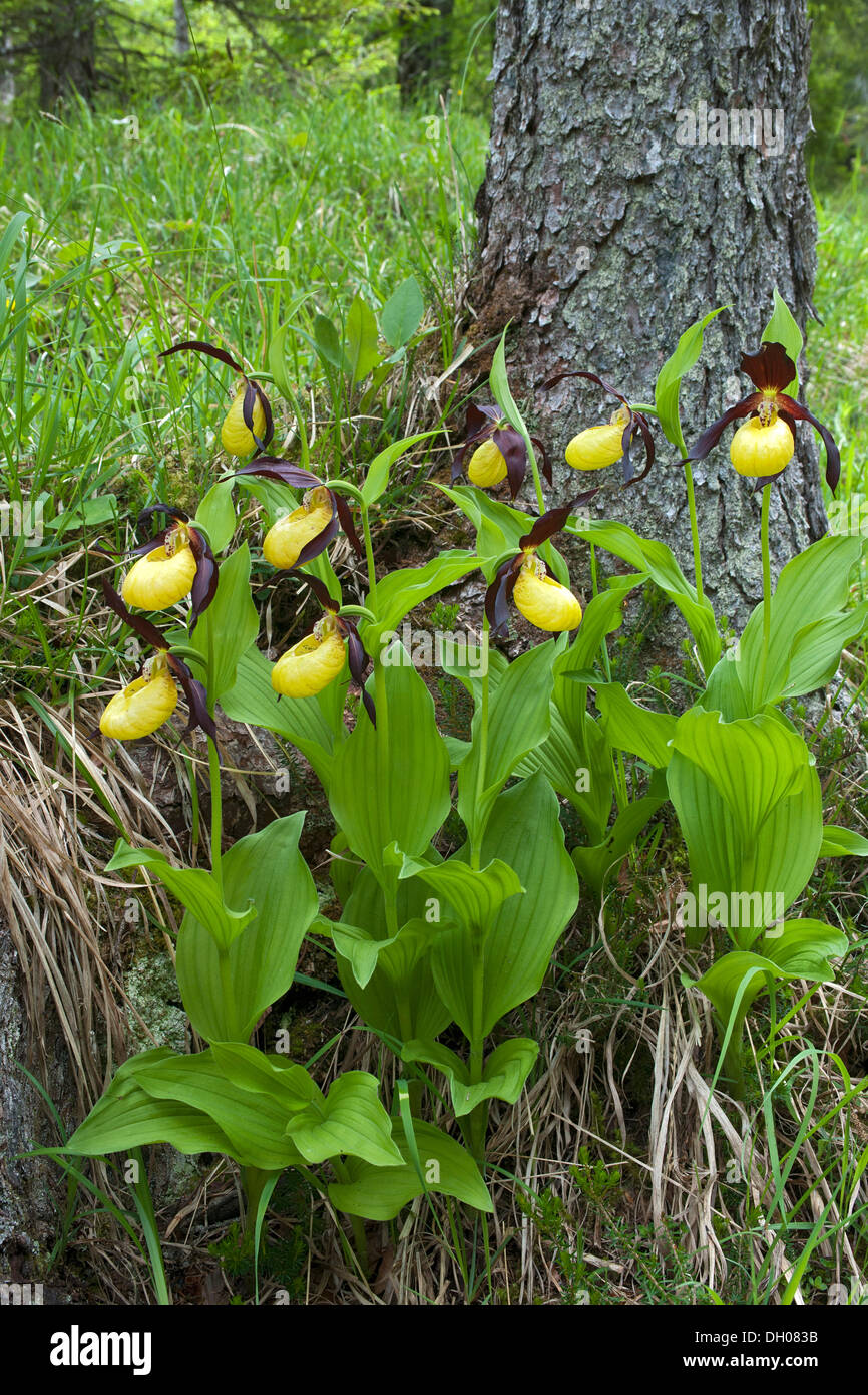 Lady's Slipper Orchid (Cypripedium calceolus), Steinberg, Tyrol, Autriche, Europe Banque D'Images