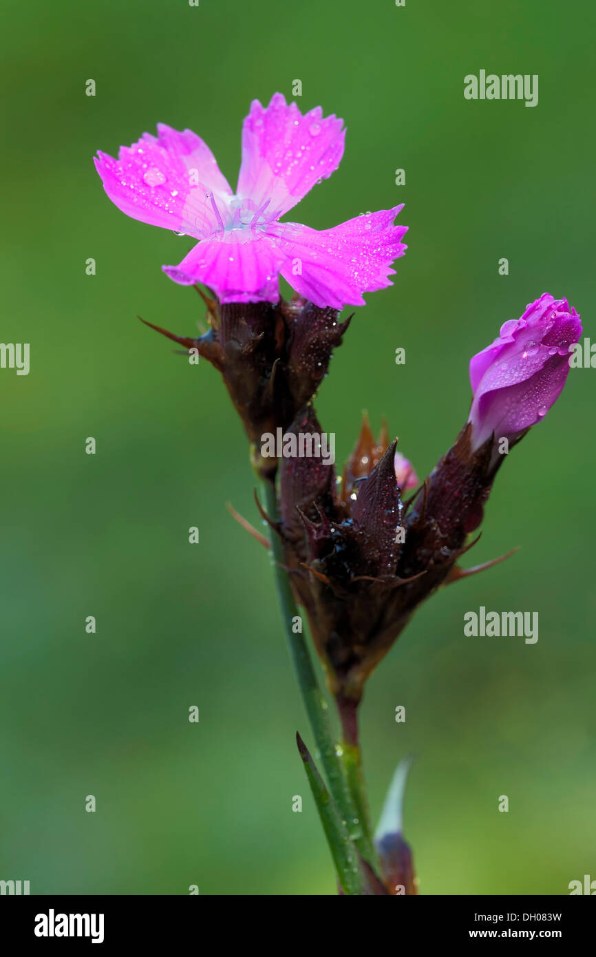 Rose des chartreux (Dianthus carthusianorum), Fliess, Tyrol, Autriche, Europe Banque D'Images
