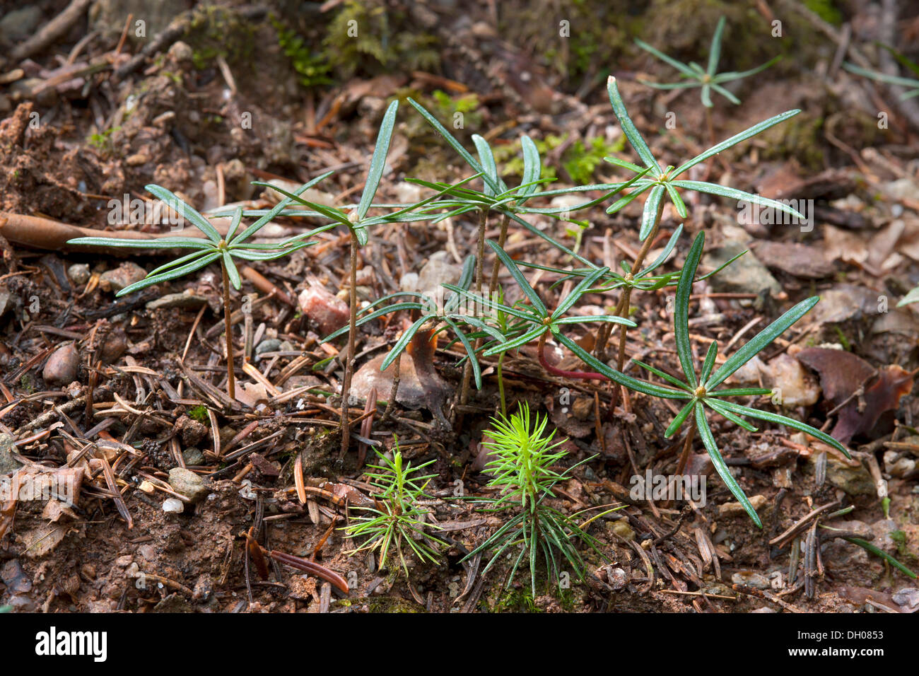 Des semis d'épinette de Norvège (Picea abies), avant, les semis de sapin (Abies alba), arrière, Hopfgarten, Tyrol, Autriche, Europe Banque D'Images