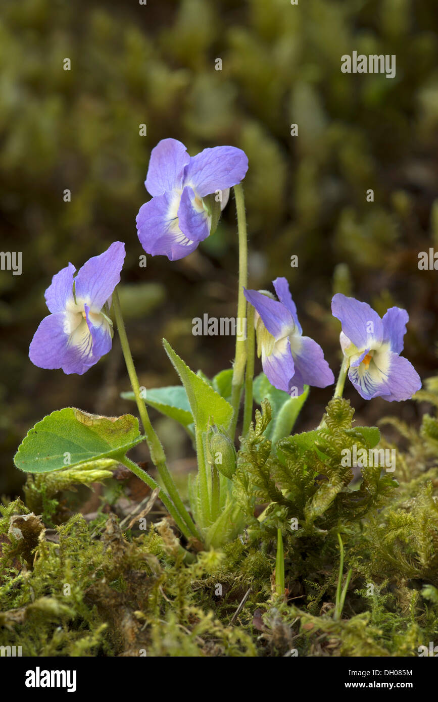 Violette (Viola hirta poilue), Tiefenbach-Klamm gorge, Kramsach, Tyrol, Autriche, Europe Banque D'Images
