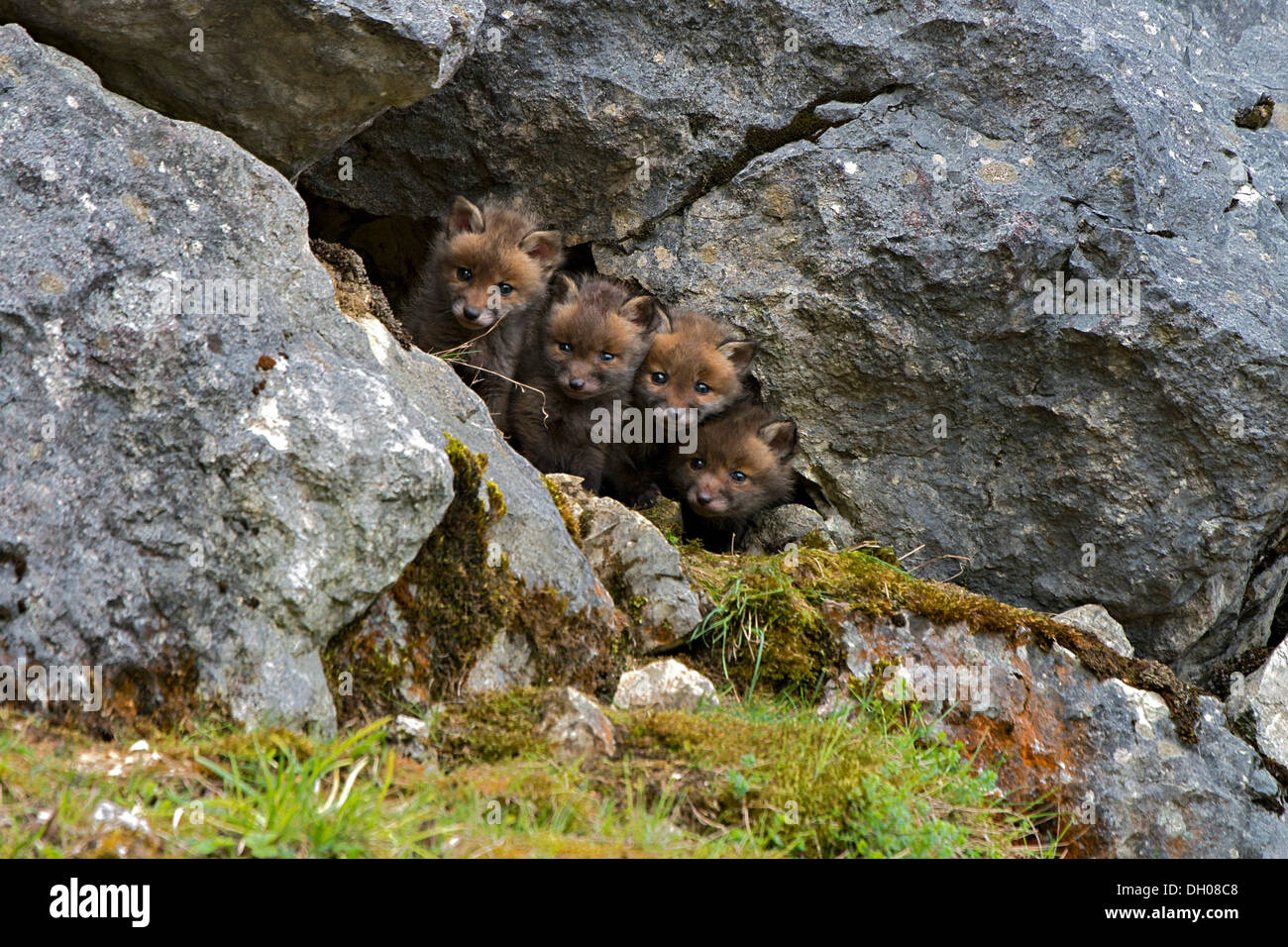 Le renard roux (Vulpes vulpes), louveteaux, Schopfloch, Jura souabe, Bade-Wurtemberg Banque D'Images