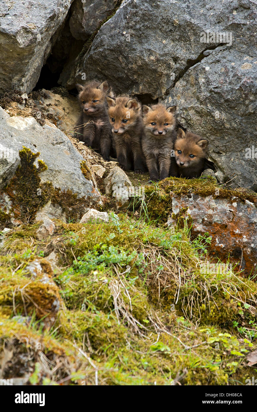 Le renard roux (Vulpes vulpes), louveteaux, Schopfloch, Jura souabe, Bade-Wurtemberg Banque D'Images