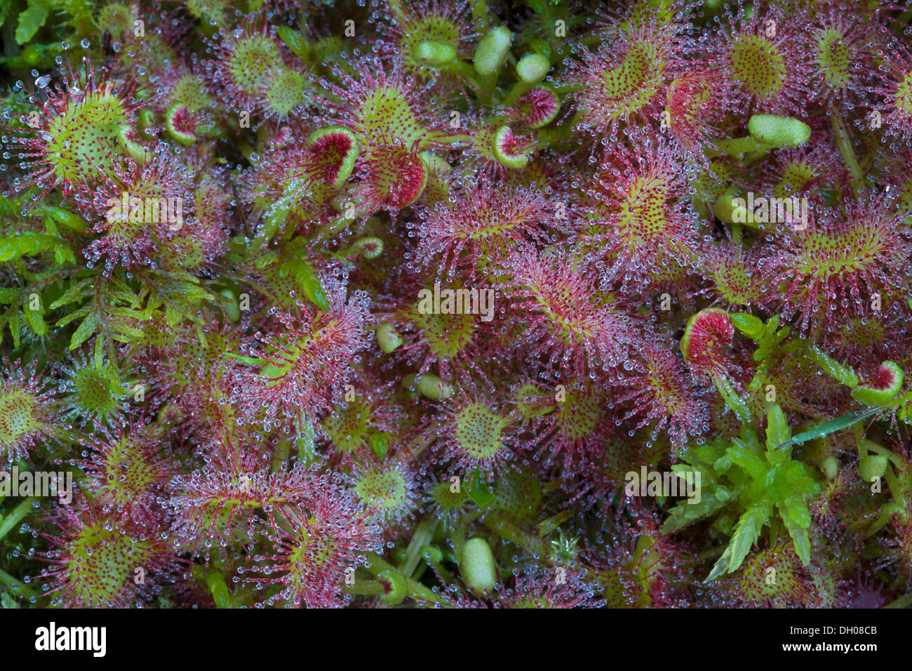 Les rossolis (Drosera rotundifolia), Filz, Woergl, Autriche, Europe Banque D'Images